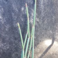 Ephedra fedtschenkoi 